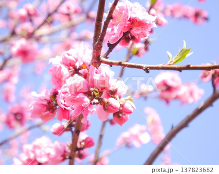春　青空と満開の桃の花 137823682