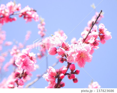 春 青空と満開の桃の花 春 青空と満開の桃の花 137823686