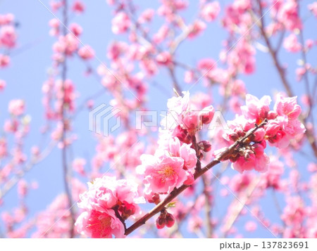 春 青空と満開の桃の花 春 青空と満開の桃の花 137823691