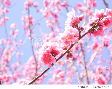 春 青空と満開の桃の花 春 青空と満開の桃の花 137823692