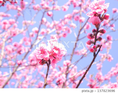 春 青空と満開の桃の花 春 青空と満開の桃の花 137823696