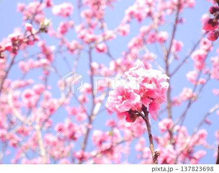春　青空と満開の桃の花 137823698
