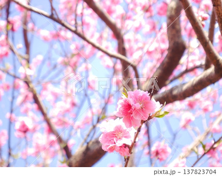 春 青空と満開の桃の花 春 青空と満開の桃の花 137823704