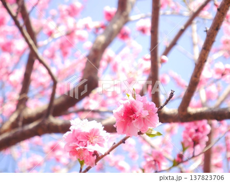 春 青空と満開の桃の花 春 青空と満開の桃の花 137823706