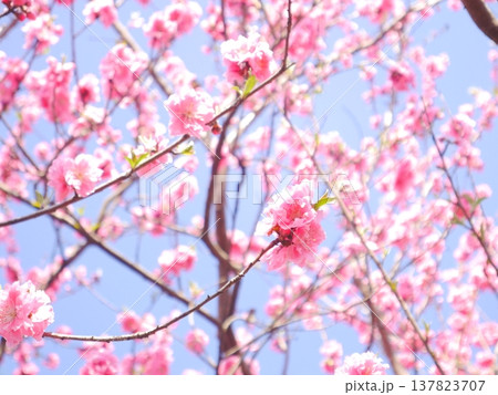 春　青空と満開の桃の花 137823707