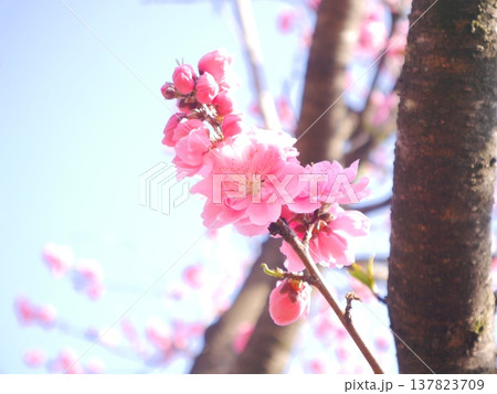 春 青空と満開の桃の花 春 青空と満開の桃の花 137823709