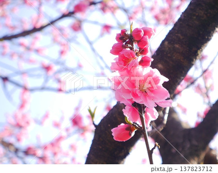 春 青空と満開の桃の花 春 青空と満開の桃の花 137823712