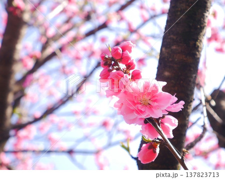 春 青空と満開の桃の花 春 青空と満開の桃の花 137823713