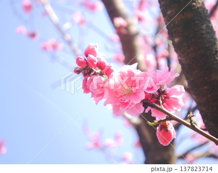 春 青空と満開の桃の花 春 青空と満開の桃の花 137823714