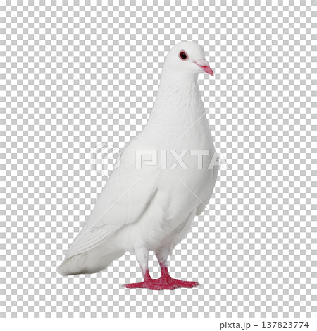 White dove stands gracefully against plain background, showcasing its pure feathers and red feet. bird serene expression and elegant posture convey sense of peace and tranquility 137823774