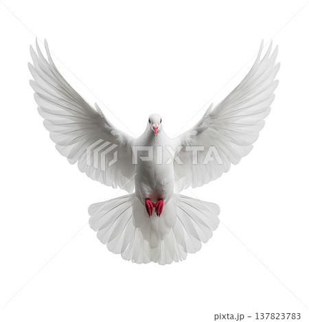 White dove with outstretched wings gracefully soars against transparency background, symbolizing peace and freedom. bird feathers are detailed and pristine, creating striking contrast 137823783