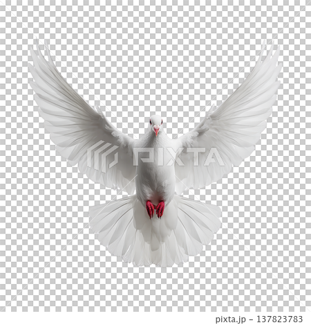 White dove with outstretched wings gracefully soars against transparency background, symbolizing peace and freedom. bird feathers are detailed and pristine, creating striking contrast 137823783