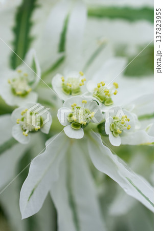 ハツユキソウ(初雪草) ハツユキソウ(初雪草) 137823955