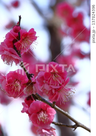 寒さに耐え気品よく咲く 137824396