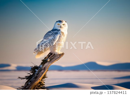 Snowy Owl Sitting on Tree in Arctic Landscape, Plastic Bags Flapping in the Icy Wind 137824411