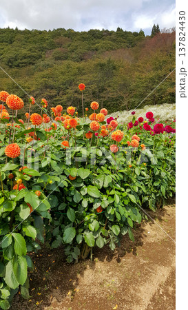 A blooming dahlia garden on a summer day rows of colorful flowers and lush green foliage under warm sunlight A blooming dahlia garden on a summer day rows of colorful flowers and lush green foliage under warm sunlight 137824430