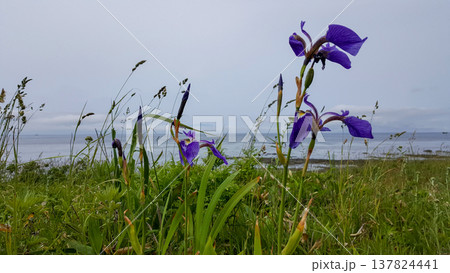 The photo showcases blooming wild irises along the coastline of the Kuril Islands. 137824441