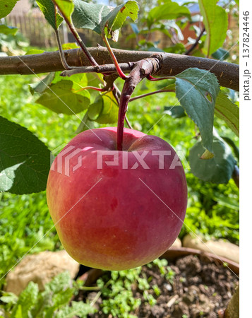 A close-up photo of a large ripe apple hanging on a branch 137824446