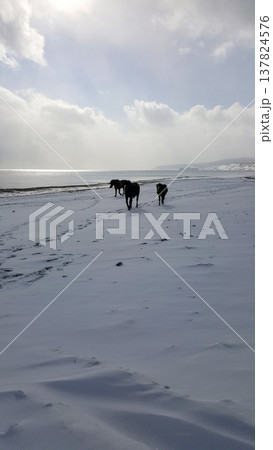 A picturesque winter scene of a snow-covered bay on the Kuril Islands, featuring horses strolling freely along the icy shoreline. 137824576