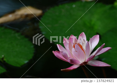 水面に優雅に浮かぶ 137824921