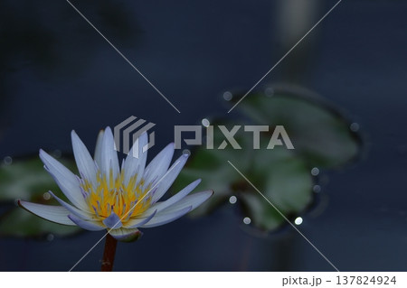 水面に優雅に浮かぶ 137824924