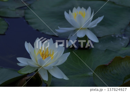 水面に優雅に浮かぶ 137824927
