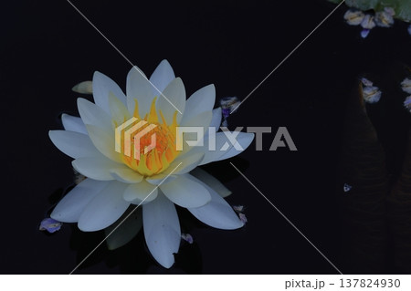 水面に優雅に浮かぶ 137824930