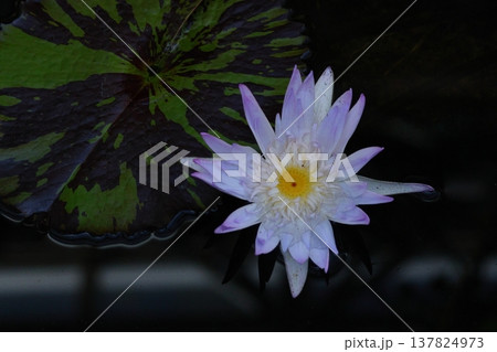 水面に優雅に浮かぶ 137824973