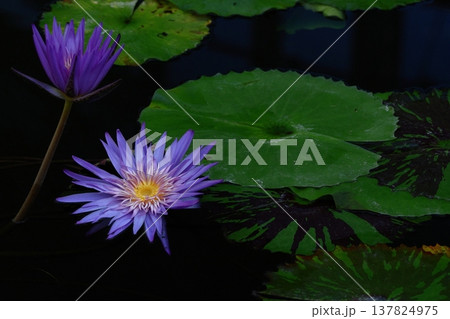 水面に優雅に浮かぶ 137824975