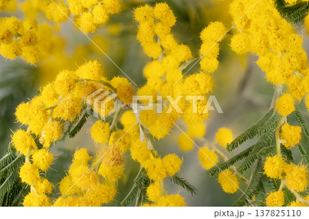 Mimosa sprigs suggested as skincare ingredient, golden pollen and delicate foliage evoke natural remedy concept, clean wellness aesthetic and cosmetic inspiration 137825110