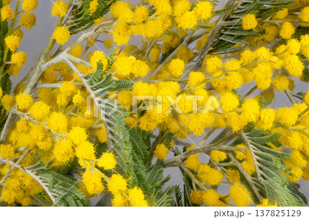 Simple mimosas on neutral surface. Stylish minimal arrangement of mimosa branches. Chic and understated mimosa stems elegantly displayed against plain neutral background Simple mimosas on neutral surface. Stylish minimal arrangement of mimosa branches. Chic and understated mimosa stems elegantly displayed against plain neutral background 137825129