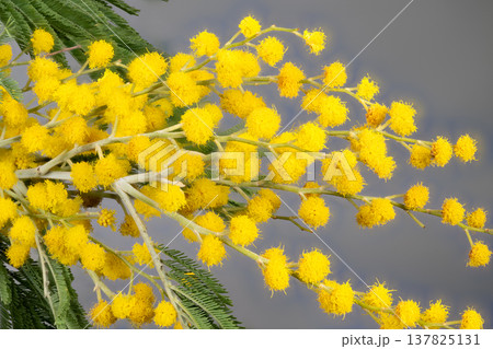 Bright yellow mimosa flowers with delicate leaves against gray background. Vivid mimosa inflorescences showcasing fine details and feathery foliage on neutral backdrop 137825131