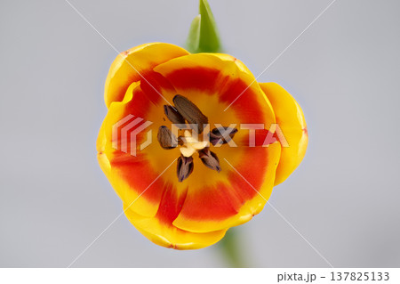 Single yellow tulip flatlay composition isolated on neutral surface, crisp petals with red throat, minimal aesthetic suitable for packaging, social media and lifestyle campaigns 137825133