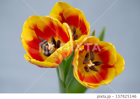 Detailed yellow tulip interior showing stamens and pistil in sharp focus, textured anthers and filaments visible against neutral backdrop for identification and study 137825146