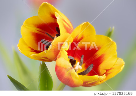Vivid tulip closeup. Close view capturing pollen and stamen of colorful tulip flower. Highresolution photograph highlighting fine texture and intricate stamens of blooming tulip Vivid tulip closeup. Close view capturing pollen and stamen of colorful tulip flower. Highresolution photograph highlighting fine texture and intricate stamens of blooming tulip 137825169