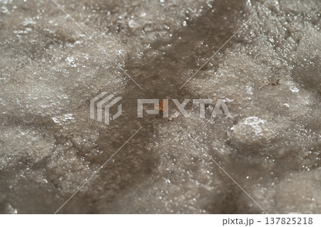 Bright leaf resting on cold spring stream during melting ice. Joyful orange leaf gently floating over chilly spring stream amid melting ice and contrasting colors 137825218