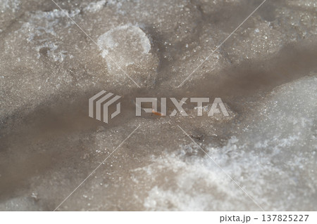 Spring water flows through ice. Chilly urban waterway carving through frozen gritty ground. Springtime melt reveals salt crystals and muddy textures in city flowing streams Spring water flows through ice. Chilly urban waterway carving through frozen gritty ground. Springtime melt reveals salt crystals and muddy textures in city flowing streams 137825227