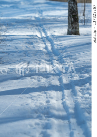 Peaceful path winding between delicate birch trees in soft daylight. Calm outdoor adventure along narrow trail passing through silent birch woodland with scattered footprints 137825267