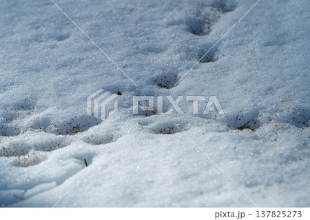 Frosty ground with tracks scattered. Calm winter morning with animal footprints visible. Tranquil woodland edge painted with delicate snow layers and faint footstep impressions 137825273