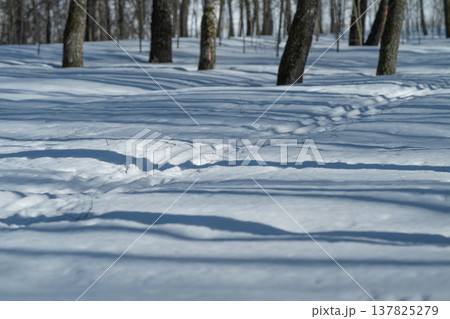Silent snowy trek. Deserted snowcovered trail amid leafless trees and icy breeze. Isolated ski route traversing stark winter woods with shadowy patterns on frosty snow 137825279