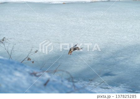 Ducks landing gracefully. Gentle daylight illuminates ducks descending towards icy edge. Mallard approaches landing spot through rippled water and soft springtime sunlight 137825285