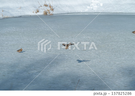 Mallard group plays on frozen pond. Springtime ducks paddle near melting ice edge. Ducks gather and interact on icy water as sunlight creates shadows among trees Mallard group plays on frozen pond. Springtime ducks paddle near melting ice edge. Ducks gather and interact on icy water as sunlight creates shadows among trees 137825286
