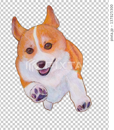 走るコーギー 走るコーギー 137825300