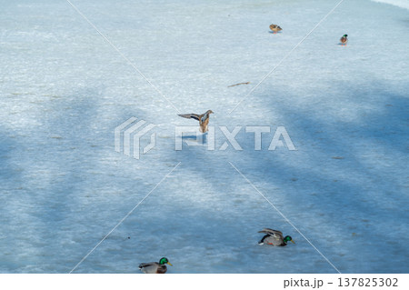Mallards journey across frozen water beneath shaded trees during springtime. Tranquil scene of mallards moving across melting ice under long tree shadows in early spring Mallards journey across frozen water beneath shaded trees during springtime. Tranquil scene of mallards moving across melting ice under long tree shadows in early spring 137825302
