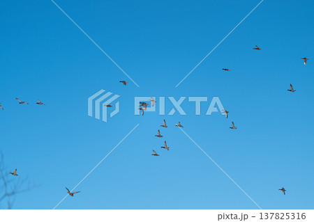 Bright sky accompanies migrating ducks. Flocks of birds cross under vibrant morning sky. Multiple bird families move purposefully across bright sky in early daytime warmth Bright sky accompanies migrating ducks. Flocks of birds cross under vibrant morning sky. Multiple bird families move purposefully across bright sky in early daytime warmth 137825316