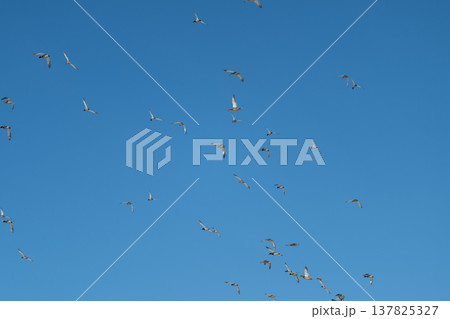 Duck flight melody. Birds glide beneath azure sky. Flocks of waterfowl soar over landscapes at dawn. Migrating ducks traverse vibrant morning sky with scattered formations Duck flight melody. Birds glide beneath azure sky. Flocks of waterfowl soar over landscapes at dawn. Migrating ducks traverse vibrant morning sky with scattered formations 137825327