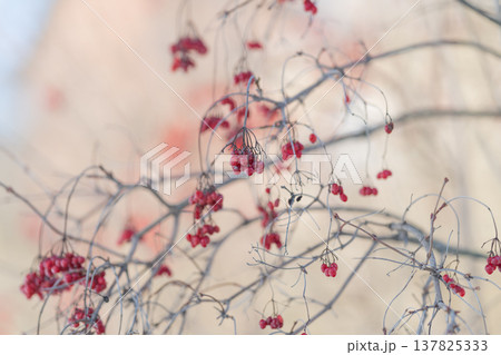 Elegant red berry arrangement against soft backdrop. Minimalist depiction of red berries on pale background highlighting seasonal and winter themes in graphic style 137825333