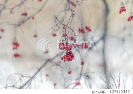 Rowan berries macro showing detail, closeup focus on seed clusters and frost patterns, cool neutral background, clinical botanical mood ideal for editorial and scientific use 137825346