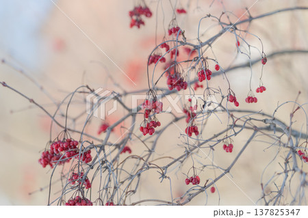 Frosted branches display delicate clusters. berries hang against pastel blurred backdrop. red berries on branches evoke tranquil late season elegance Frosted branches display delicate clusters. berries hang against pastel blurred backdrop. red berries on branches evoke tranquil late season elegance 137825347