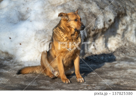 Dog enjoying sunshine. Canine resting in spring warmth. Feral dog lying on melted asphalt with gentle smile. Wild dog soaking up spring sun on thawed street with hopeful gaze Dog enjoying sunshine. Canine resting in spring warmth. Feral dog lying on melted asphalt with gentle smile. Wild dog soaking up spring sun on thawed street with hopeful gaze 137825380